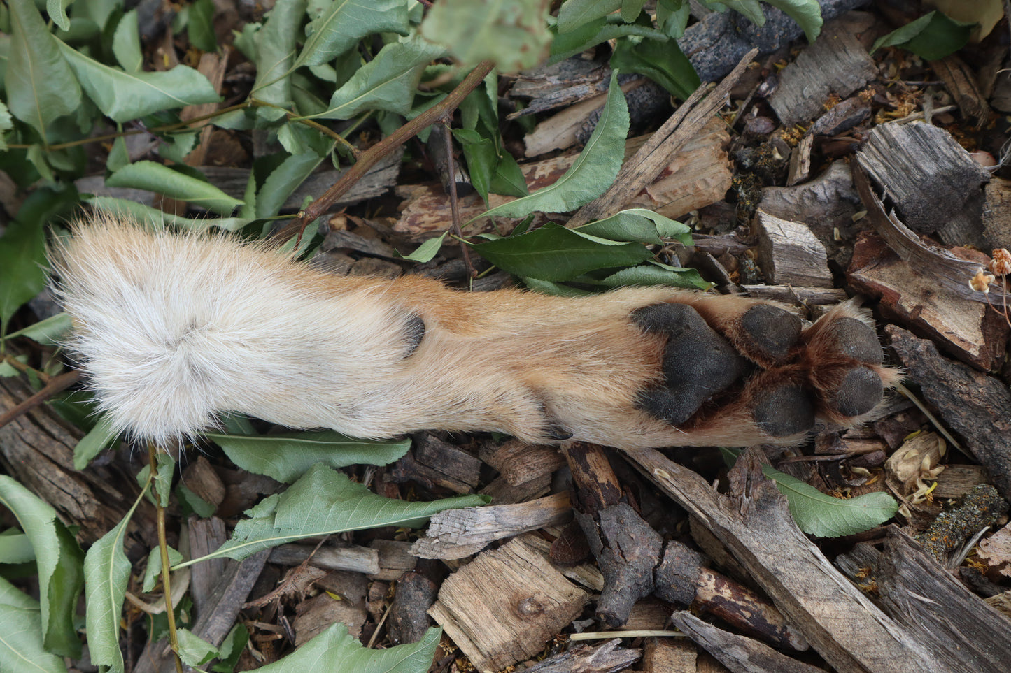 Black Stripe Coyote Paws - Natural Pair
