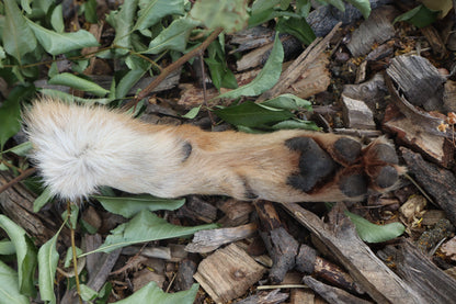 Black Stripe Coyote Paws - Natural Pair