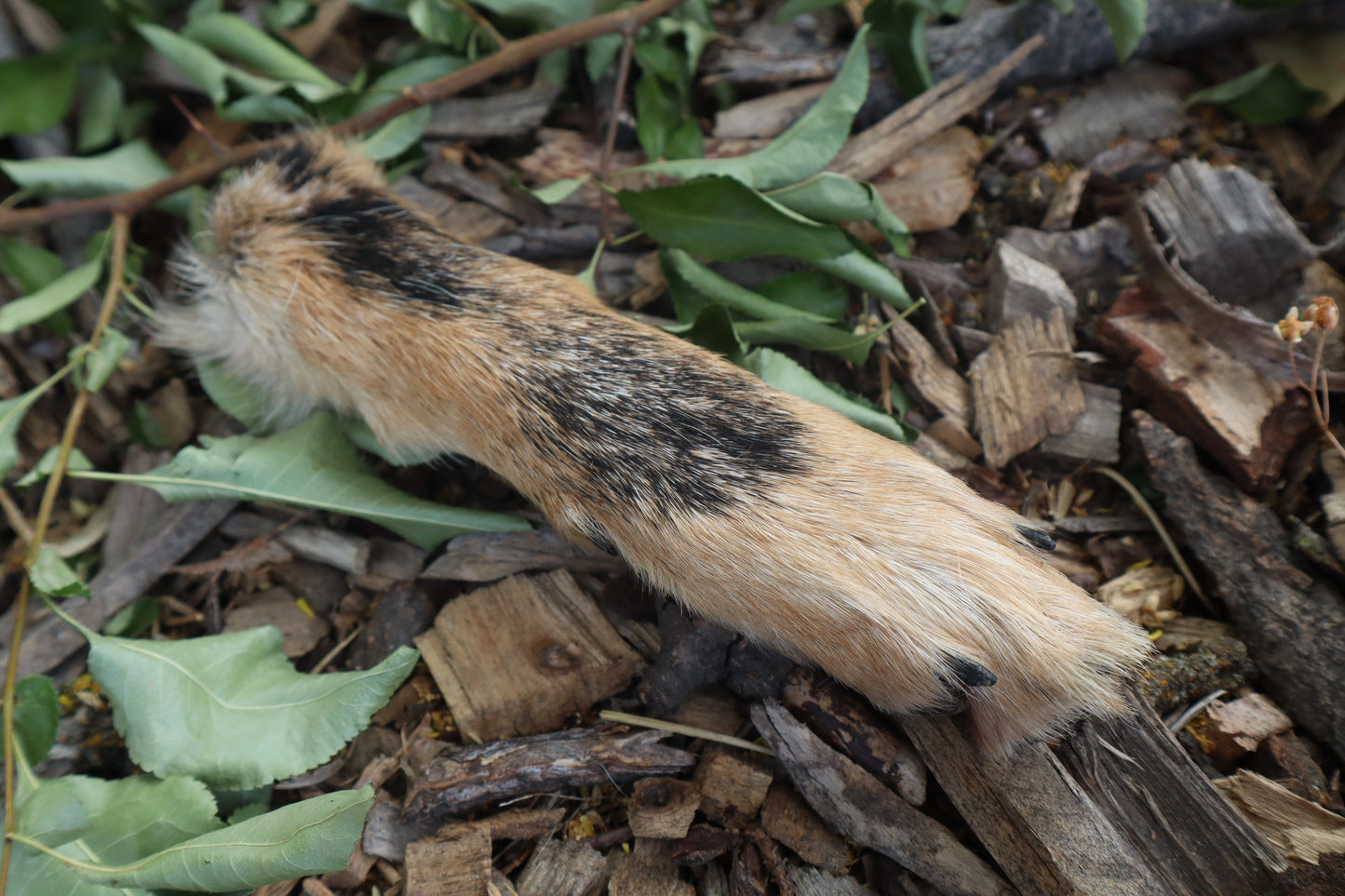 Black Stripe Coyote Paws - Natural Pair