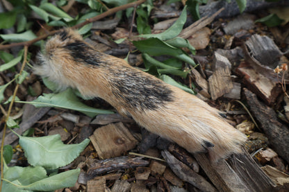 Black Stripe Coyote Paws - Natural Pair