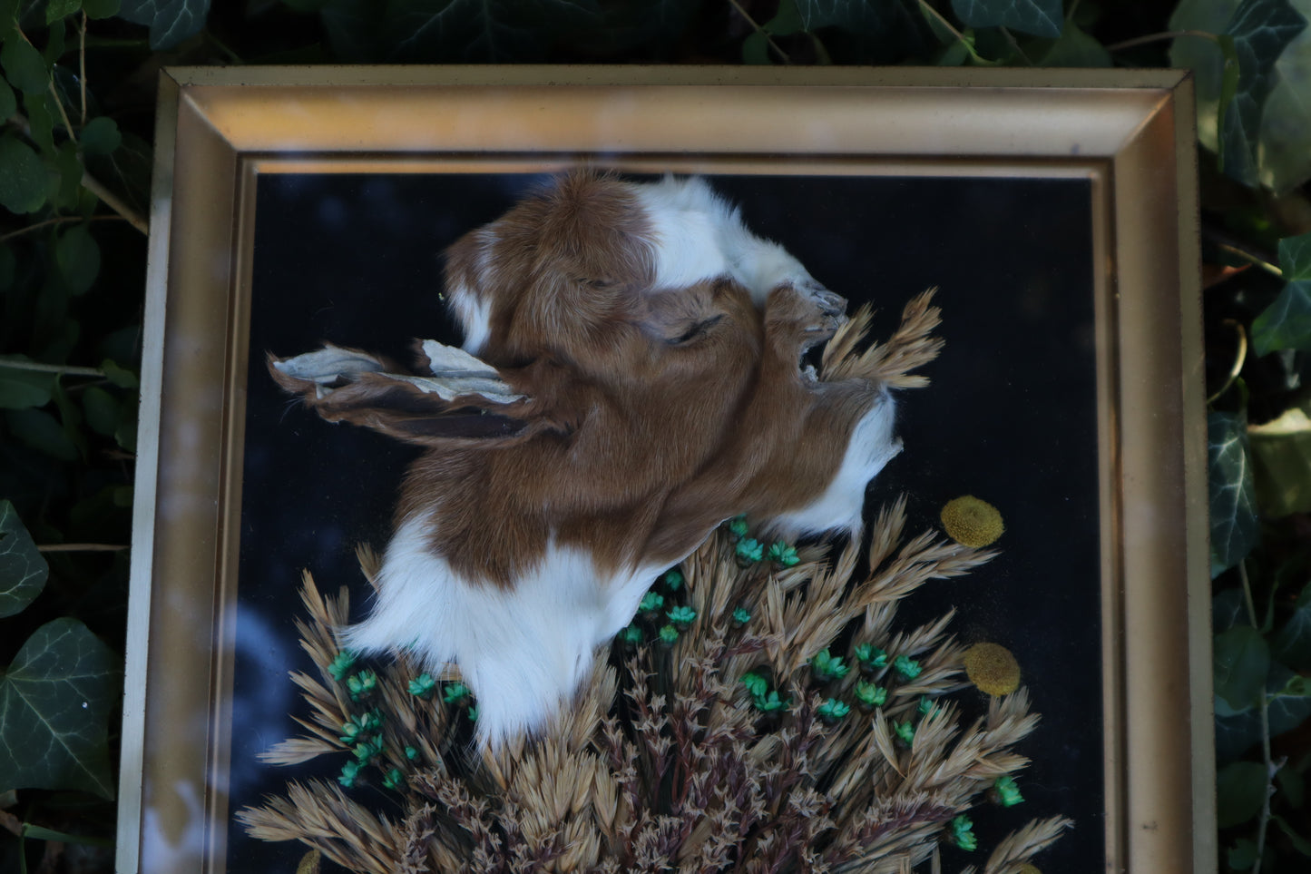 Golden Harvest Goat