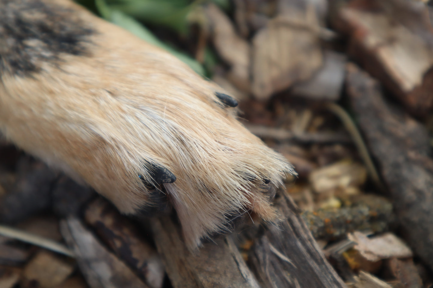Black Stripe Coyote Paws - Natural Pair