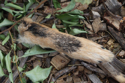 Black Stripe Coyote Paws - Natural Pair