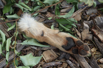 Black Stripe Coyote Paws - Natural Pair