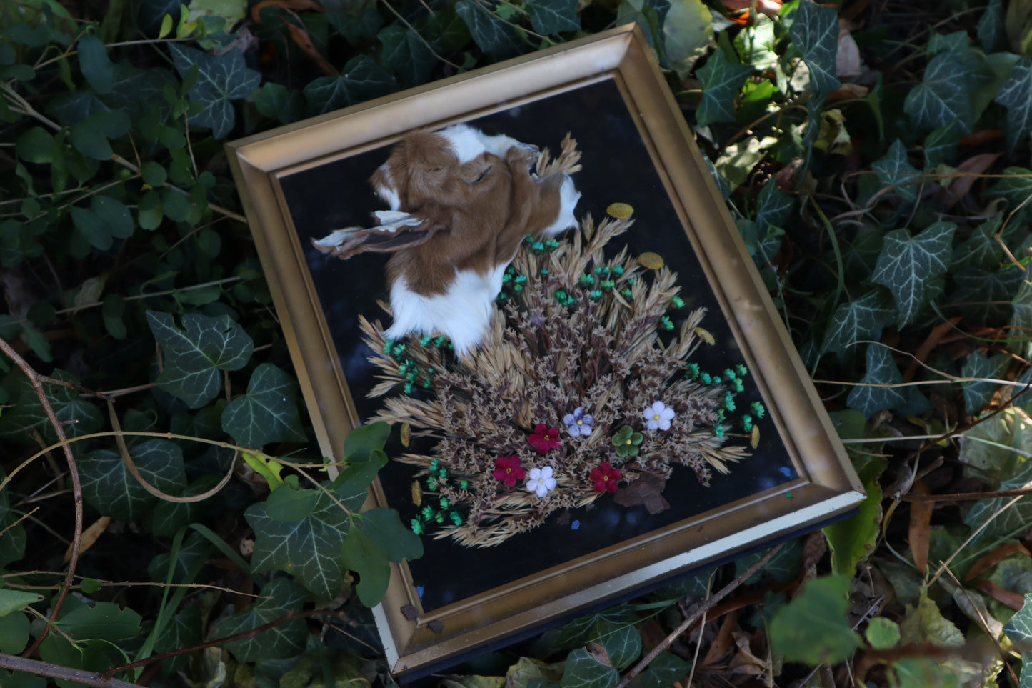 Golden Harvest Goat