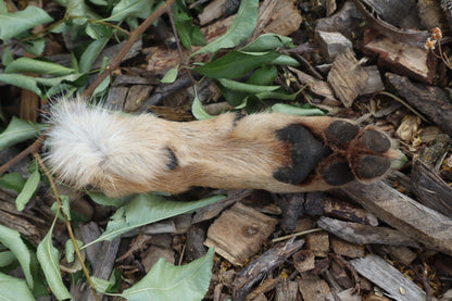 Black Stripe Coyote Paws - Natural Pair
