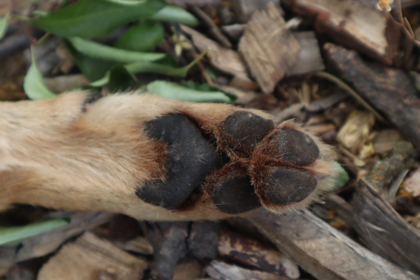 Black Stripe Coyote Paws - Natural Pair