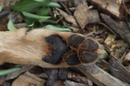 Black Stripe Coyote Paws - Natural Pair