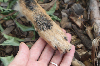 Black Stripe Coyote Paws - Natural Pair