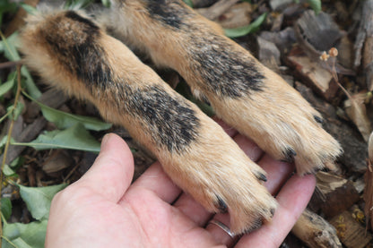 Black Stripe Coyote Paws - Natural Pair
