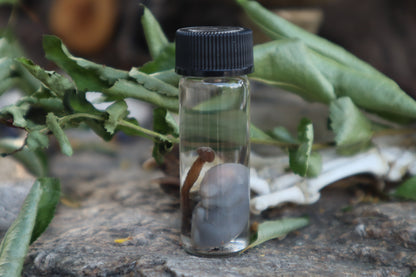 Fetal Mouse with Fairy Ring Mushroom Wet Specimen