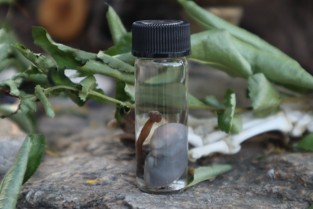 Fetal Mouse with Fairy Ring Mushroom Wet Specimen