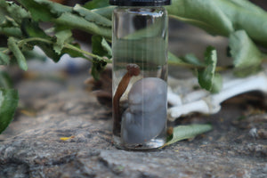 Fetal Mouse with Fairy Ring Mushroom Wet Specimen