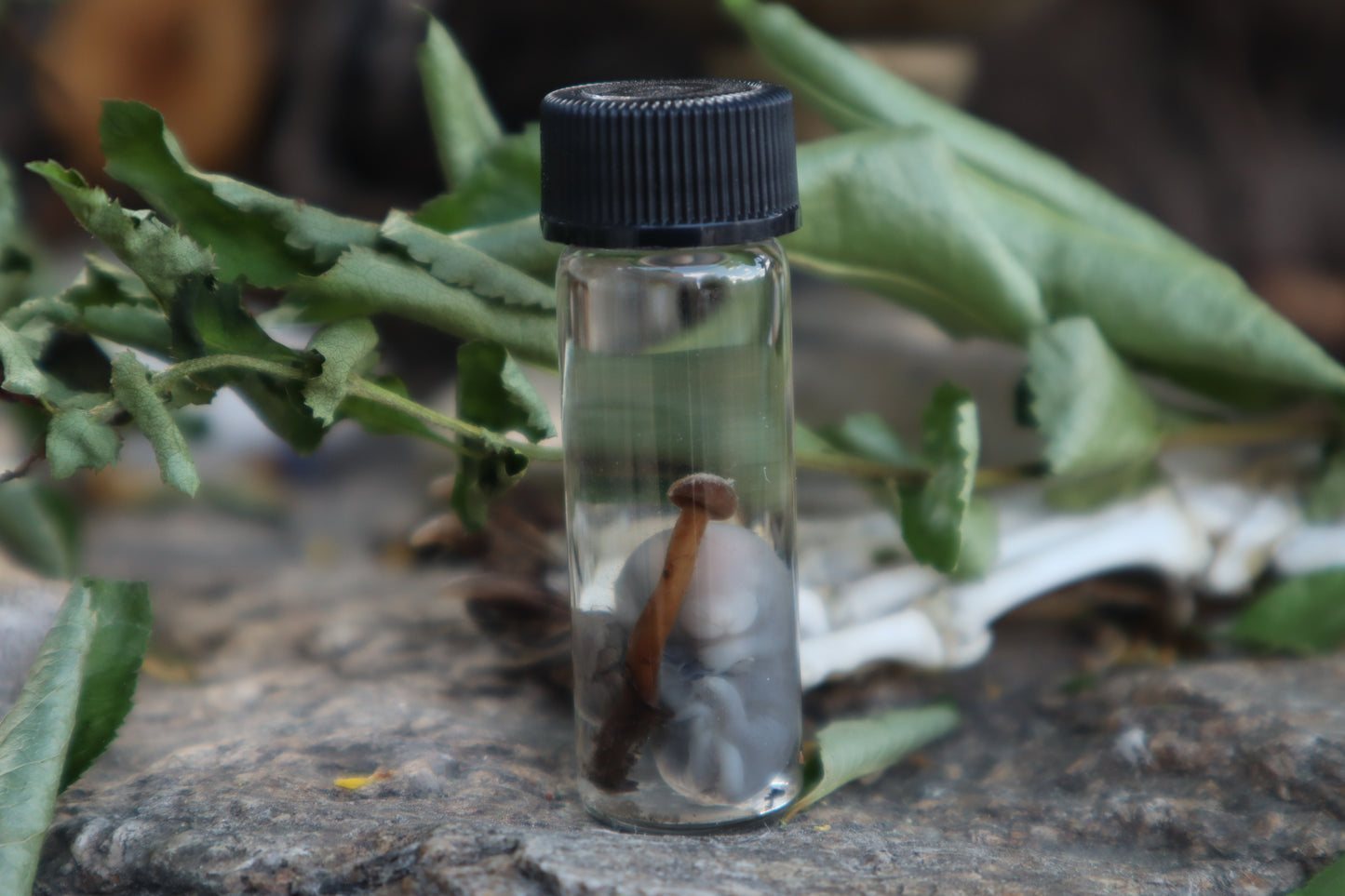 Fetal Mouse with Fairy Ring Mushroom Wet Specimen