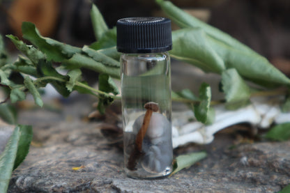 Fetal Mouse with Fairy Ring Mushroom Wet Specimen
