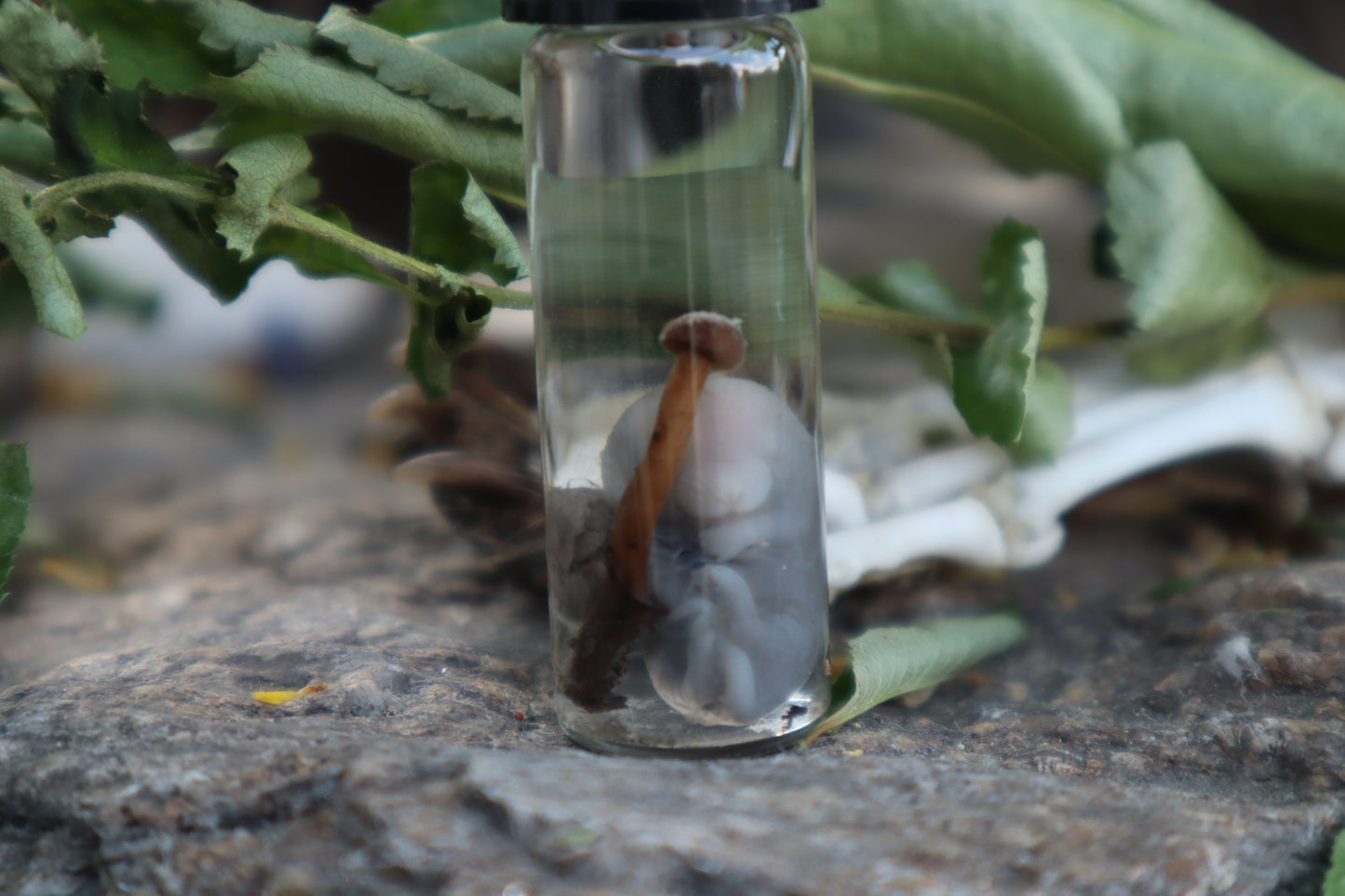 Fetal Mouse with Fairy Ring Mushroom Wet Specimen