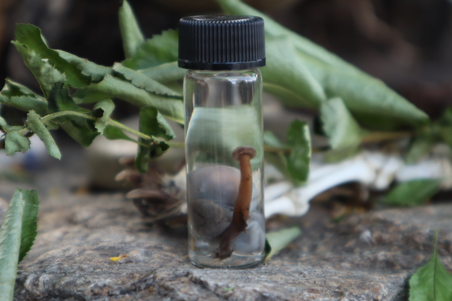 Fetal Mouse with Fairy Ring Mushroom Wet Specimen