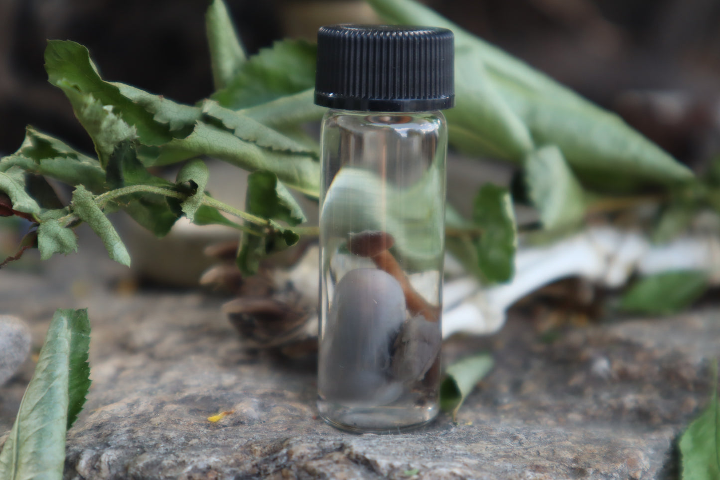 Fetal Mouse with Fairy Ring Mushroom Wet Specimen