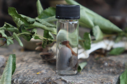 Fetal Mouse with Fairy Ring Mushroom Wet Specimen