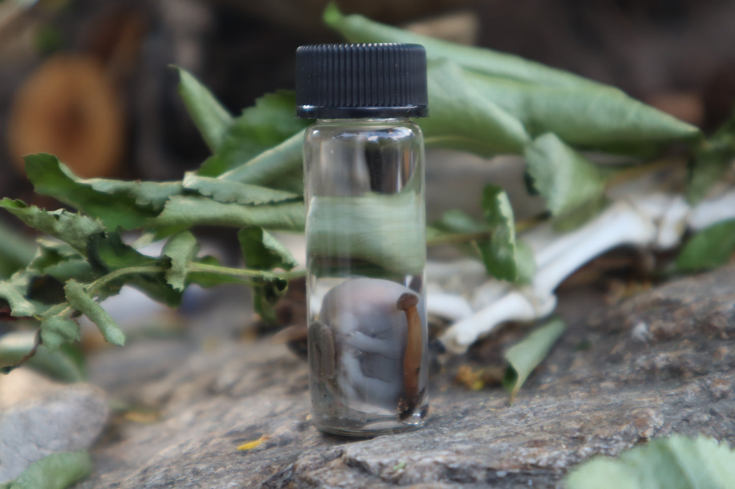 Fetal Mouse with Fairy Ring Mushroom Wet Specimen