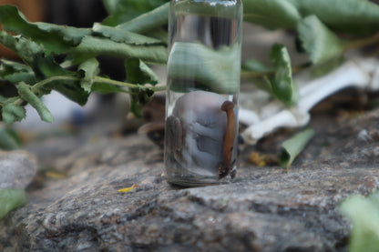 Fetal Mouse with Fairy Ring Mushroom Wet Specimen