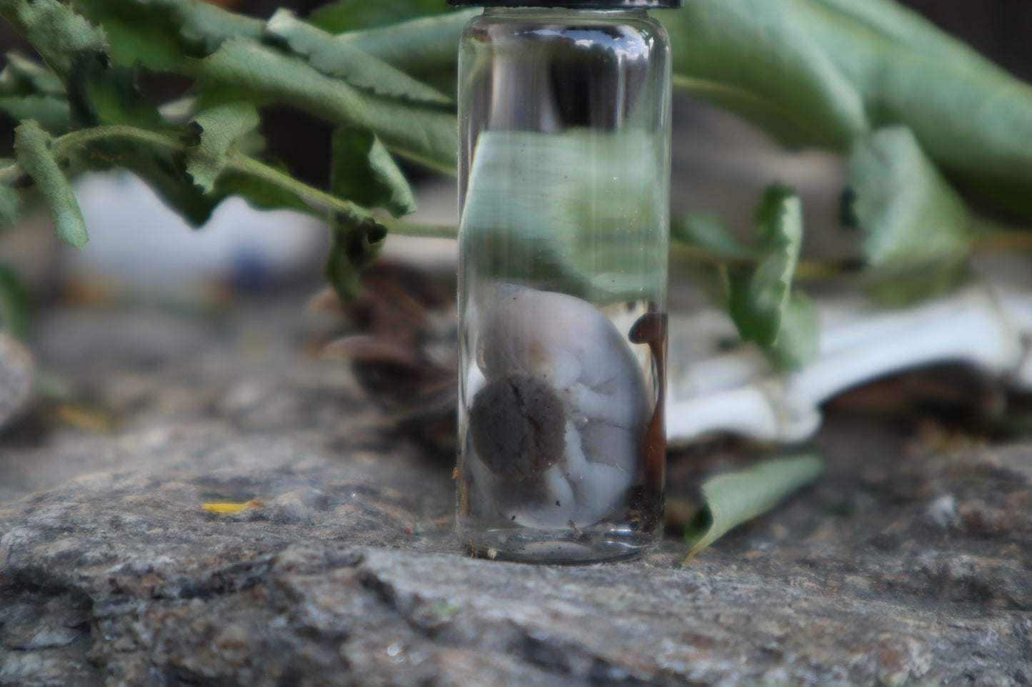 Fetal Mouse with Fairy Ring Mushroom Wet Specimen