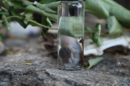 Fetal Mouse with Fairy Ring Mushroom Wet Specimen