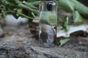 Fetal Mouse with Fairy Ring Mushroom Wet Specimen