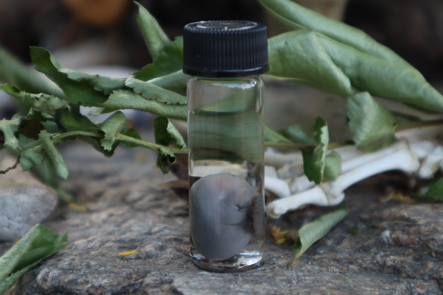 Fetal Mouse with Fairy Ring Mushroom Wet Specimen