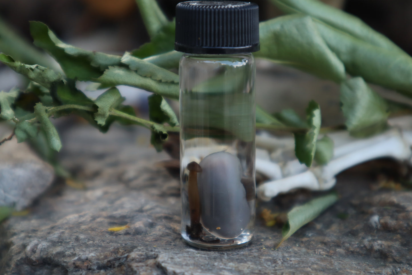 Fetal Mouse with Fairy Ring Mushroom Wet Specimen