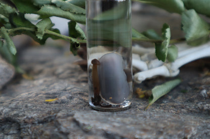 Fetal Mouse with Fairy Ring Mushroom Wet Specimen