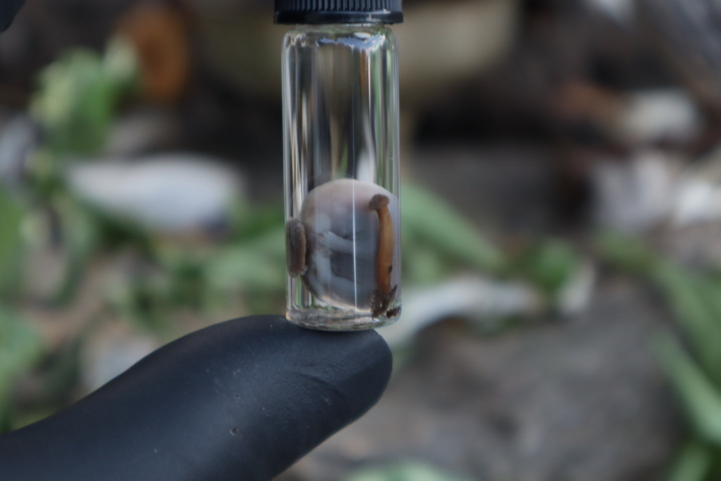 Fetal Mouse with Fairy Ring Mushroom Wet Specimen
