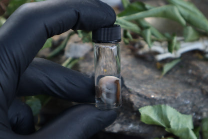 Fetal Mouse with Fairy Ring Mushroom Wet Specimen