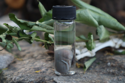 Fetal Mouse Wet Specimen