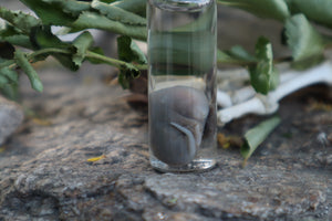 Fetal Mouse Wet Specimen