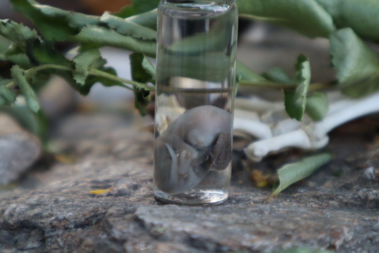 Fetal Mouse Wet Specimen