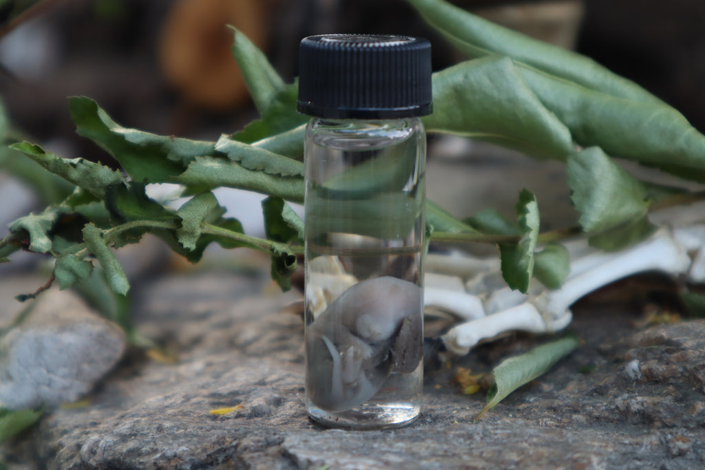 Fetal Mouse Wet Specimen