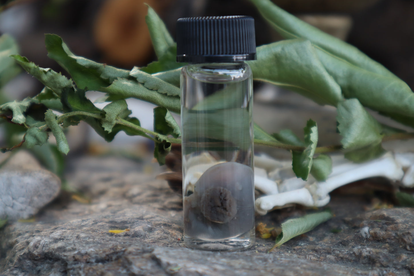 Fetal Mouse Wet Specimen