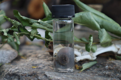 Fetal Mouse Wet Specimen