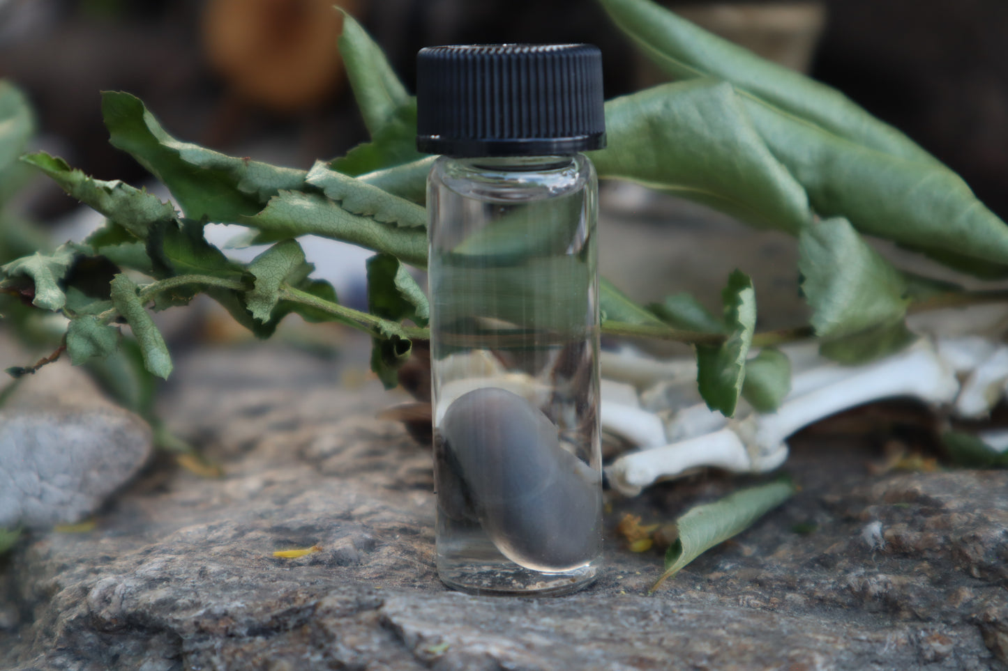 Fetal Mouse Wet Specimen