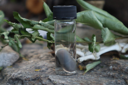 Fetal Mouse Wet Specimen