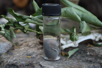 Fetal Mouse Wet Specimen