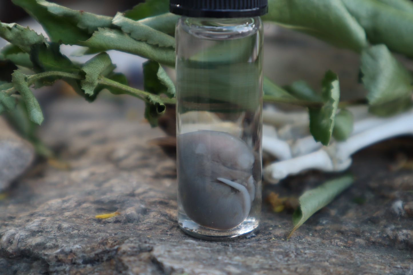 Fetal Mouse Wet Specimen