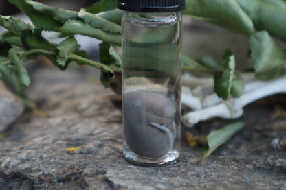 Fetal Mouse Wet Specimen