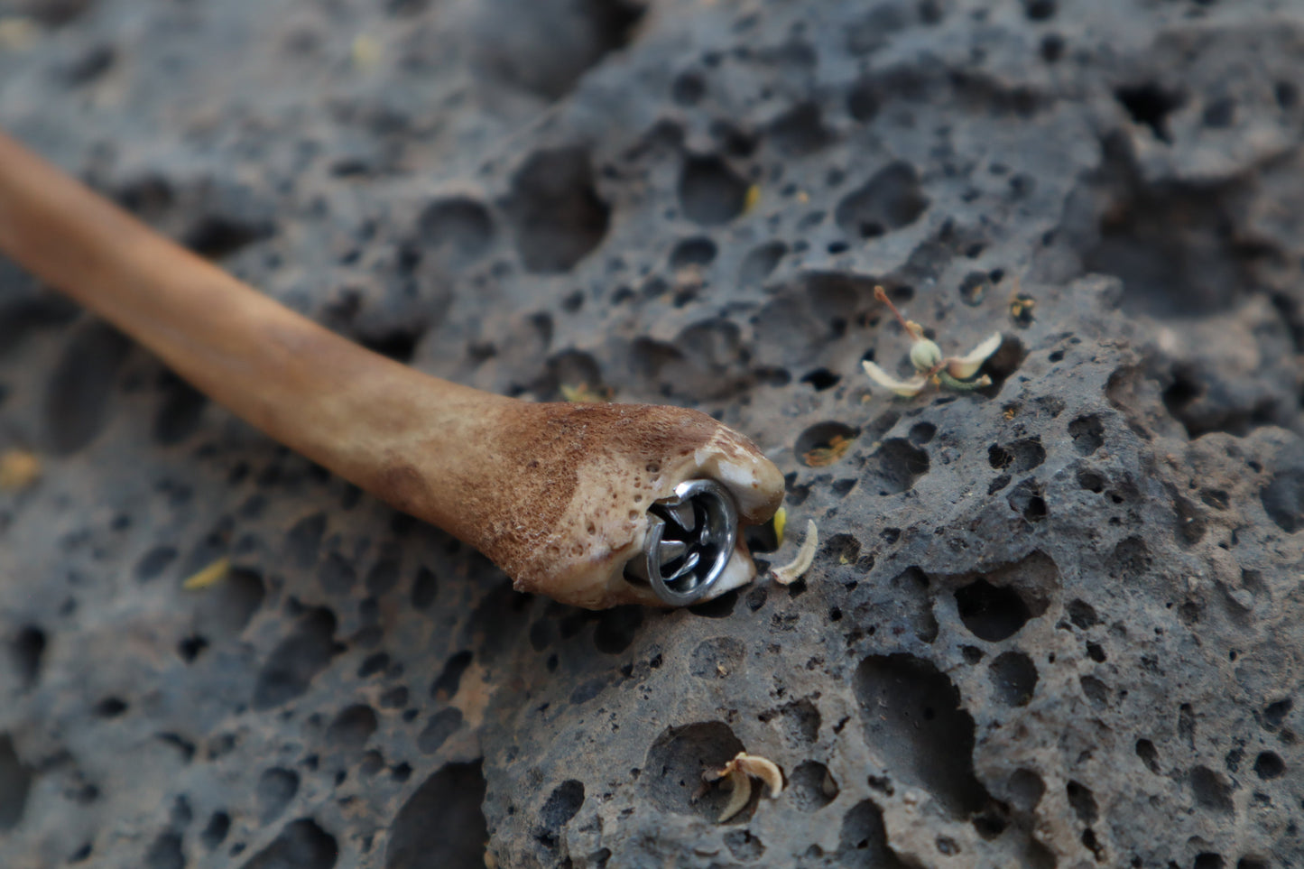 Red Fox Bone Calligraphy Pen