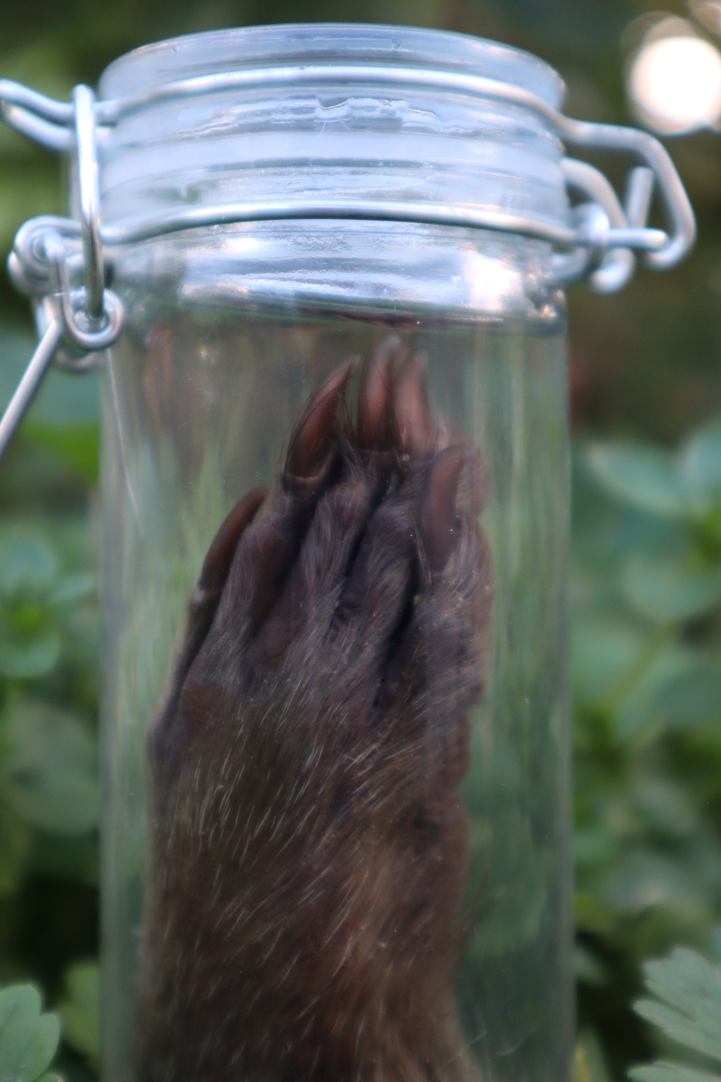 Raccoon Paw Wet Specimen
