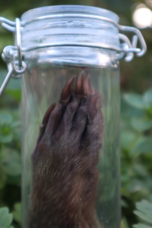 Raccoon Paw Wet Specimen
