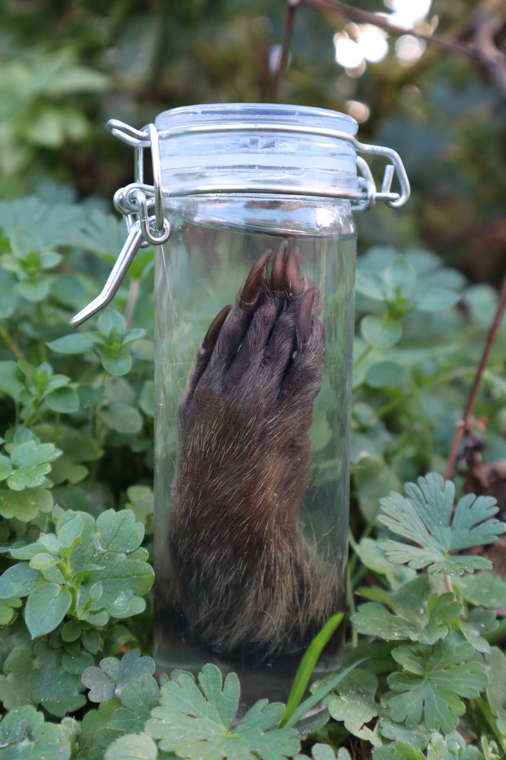 Raccoon Paw Wet Specimen