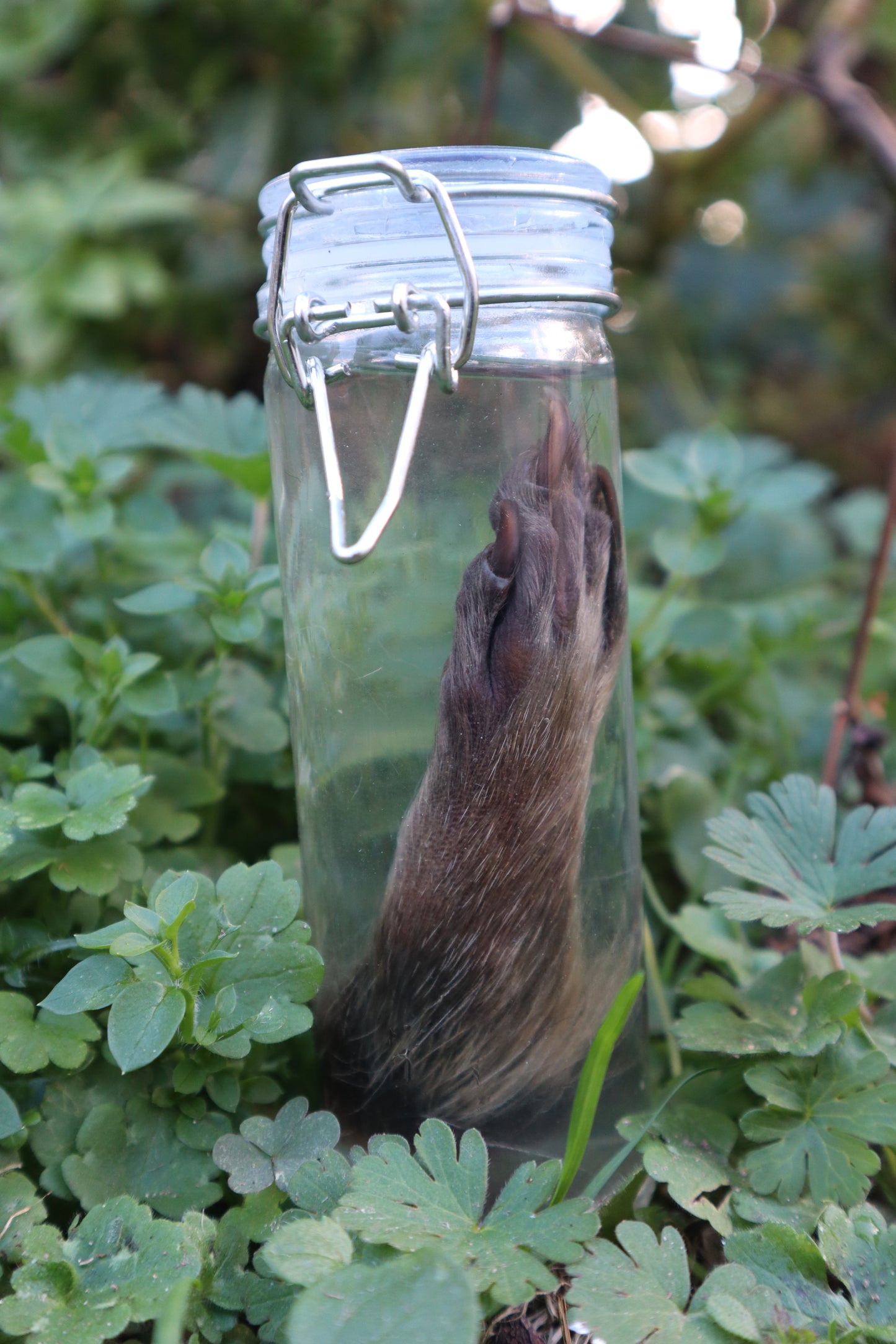 Raccoon Paw Wet Specimen