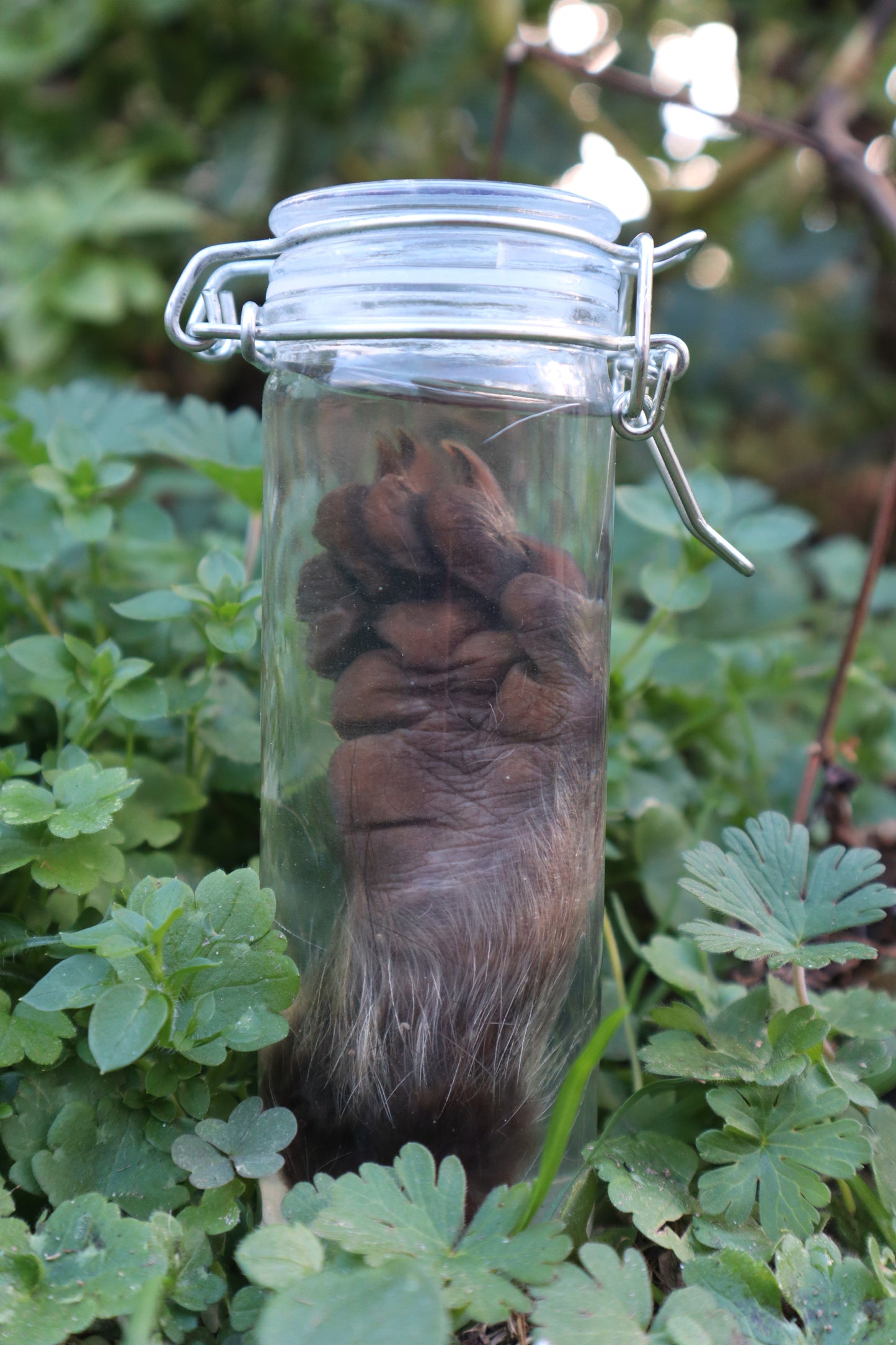 Raccoon Paw Wet Specimen